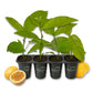 Passion Fruit Plant - 4 Live Starter Plants - Edible Fruit Bearing Vine for The Patio and Garden