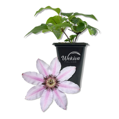 Clematis Candy Stripe - Live Starter Plant in a 2 Inch Growers Pot - Starter Plants Ready for The Garden - Rare Clematis for Collectors