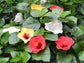 Tri Color Bloom Bash Hibiscus - 1 Live Plant in a 10 Inch Pot - Hibiscus Rosa Sinensis - Bright Colorful Dramatic Lush Patio Bush
