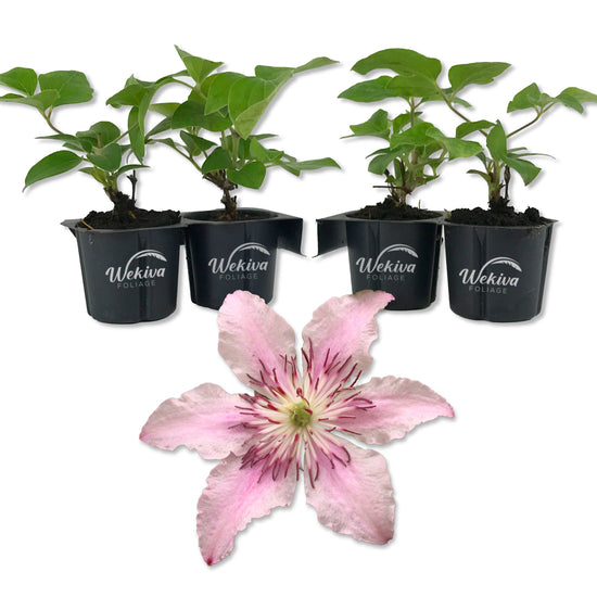 Clematis Pink Fantasy - Live Starter Plants in 2 Inch Growers Pots - Starter Plants Ready for The Garden - Beautiful Light Pink Flowering Vine