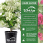 White Bougainvillea - Live Plant in a 6 Inch Pot - Bougainvillea Glabra - Beautiful Delicate Flowering Shrub for Your Indoor Outdoor Garden