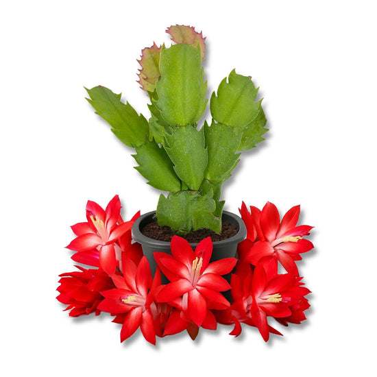 Christmas Cactus - Live Starter Plants - Schlumbergera Bridgesii - Beautiful Colorful Tropical Indoor Succulent