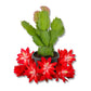 Christmas Cactus - Live Starter Plants - Schlumbergera Bridgesii - Beautiful Colorful Tropical Indoor Succulent