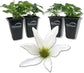 Clematis Sweet Autumn Paniculata - Live Starter Plants in 2 Inch Growers Pots - Starter Plants Ready for The Garden - Rare Clematis for Collectors
