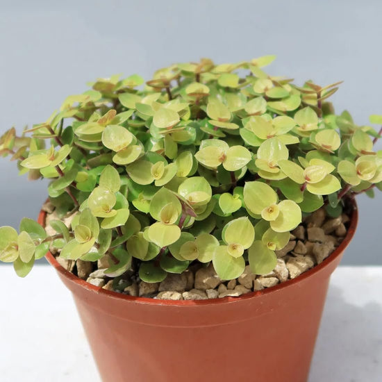 Tradescantia Gold Repens - Live Starter Plants in 2 Inch Growers Pots - Callisia Repens - Elegant Trailing Succulent Houseplant