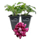 Clematis Purpurea Plenas Elegans - Live Starter Plants in 2 Inch Growers Pots - Starter Plants Ready for The Garden - Beautiful Purple Flowering Vine