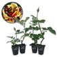 Simsalabim Rose Bush - Live Starter Plants in 2 Inch Growers Pots - Beautifully Fragrant Hybrid Tea Rose - A Versatile Beauty with Large Blooms