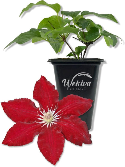 Clematis Rebecca - Live Starter Plants in 2 Inch Growers Pots - Starter Plants Ready for The Garden - Rare Clematis for Collectors