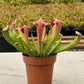 Trumpet Pitcher Plant - Live Starter Plants - Sarracenia - Beautiful Colorful Easy Care