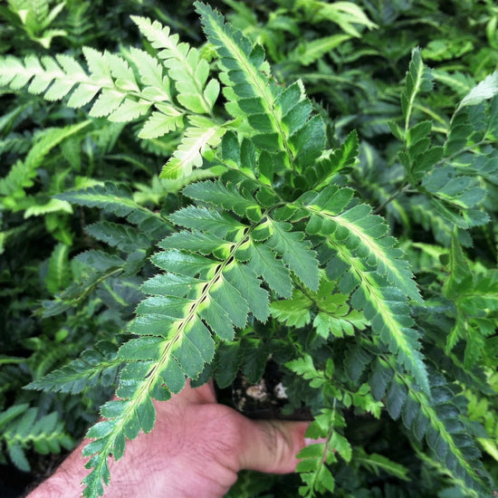 East Indian Holly Fern - Live Plants in 4 Inch Grower&