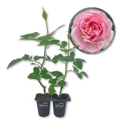 Mrs BR Cant Rose Bush - Live Starter Plants - Beautifully Fragrant Hybrid Tea Rose - A Versatile Beauty with Colorful Pink Blooms