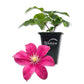 Clematis Issey - Live Starter Plants - Beautiful Velvety Red Blooms Flowering Vine Ready for The Garden