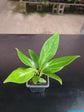 Cobra Anthurium - Live Starter Plants - Anthurium Bonplandii Guayanum - Bold Striking Structural Houseplant
