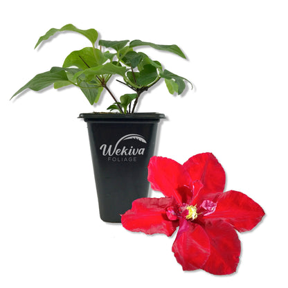 Clematis Charmaine - Live Starter Plants in 2 Inch Growers Pots - Starter Plants Ready for The Garden - Rare Clematis for Collectors