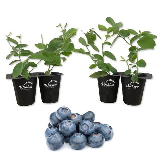 Blueberry Plant - 4 Live Starter Plants - Vaccinium - Edible Fruit Bearing Tree for The Patio and Garden