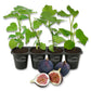 Fig Tree - 4 Live Starter Plants - Ficus Carica - Edible Fruit Tree for The Patio and Garden