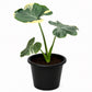 Mickey Mouse Alocasia - Live Starter Plants - Xanthosoma Sagittifolium