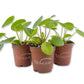 Chinese Money Plant - Live Starter Plants - Pilea Peperomioides - Rare and Elegant Indoor Houseplant
