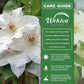 Clematis Hyde Hall - Live Starter Plants in 2 Inch Growers Pots - Starter Plants Ready for The Garden - Rare Clematis for Collectors