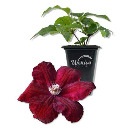 Clematis Rouge Cardinal - Live Starter Plants in 2 Inch Growers Pots - Starter Plants Ready for The Garden - Rare Clematis for Collectors