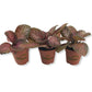 Purple Rain Episcia - Live Starter Plants - Episcia Cupreata