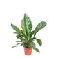 Jungle King Anthurium - Live Starter Plants - Anthurium Radicans x Luxurians - Bold Compact Housplant