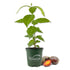 LM-IMAGE-120524914-
