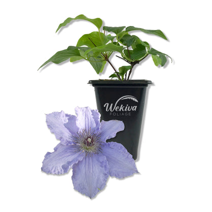 Clematis Blue Angel - Live Starter Plant in a 2 Inch Growers Pot - Starter Plants Ready for The Garden - Rare Clematis for Collectors