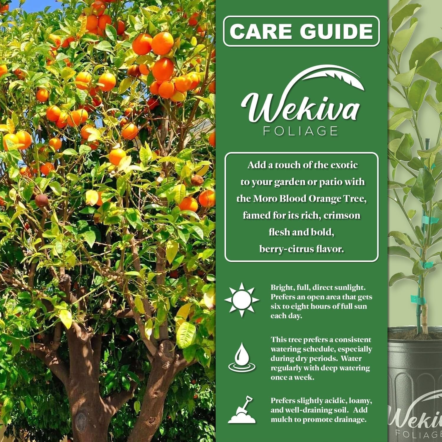 blood orange seed planting Moro Blood Orange Tree - Live Plants in 1 Gallon Pots - Florida Only