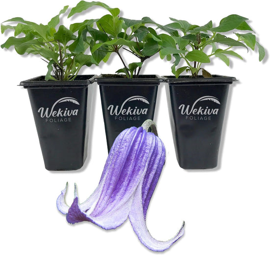 Clematis Roguchi - Live Starter Plants in 2 Inch Growers Pots - Starter Plants Ready for The Garden - Rare Clematis for Collectors