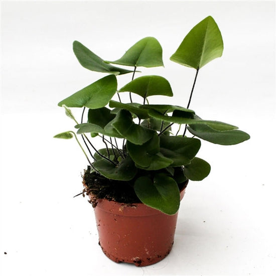Heart Fern - Live Plants in 4 Inch Grower&