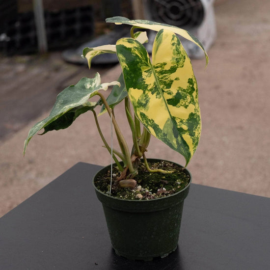 Variegated Brule Marx Philodendron - 1 Live Plant in a 4 Inch Pot - Philodendron Brule Marxii Variegata - Extremely Rare Indoor Houseplant