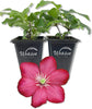 Clematis Ville de Lyon - Live Starter Plants in 2 Inch Growers Pots - Clematis &