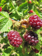 Boysenberry - Live Starter Plants - Rubis Ursinus x Rubus Idaeus - Grow Your Own Fruit in The Garden or Patio
