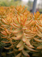 Copper Sedum Plant - Live Plants in 4 Inch Growers Pots - Sedum Nussbaumerianum - Rare and Colorful Easy Care Succulent