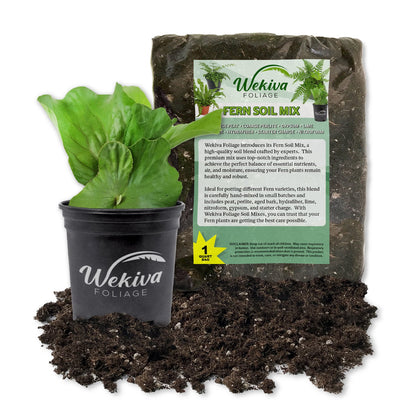 Staghorn Fern and Soil Mix Combo - Live Plant in a 4 Inch Pot with 1 Quart Fern Soil Mix - Platycerium Bifurcatum with Custom Soil Blend