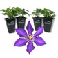 Clematis Daniel Deronda - Live Starter Plants in 2 Inch Growers Pots - Starter Plants Ready for The Garden - Rare Clematis for Collectors