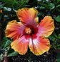 Fiesta Hibiscus Bush - 1 Live Plant in a 6 Inch Pot - Hibiscus Rosa Sinensis &