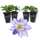 Clematis Crystal Fountain - Live Starter Plants in 2 Inch Growers Pots - Starter Plants Ready for The Garden - Rare Clematis for Collectors