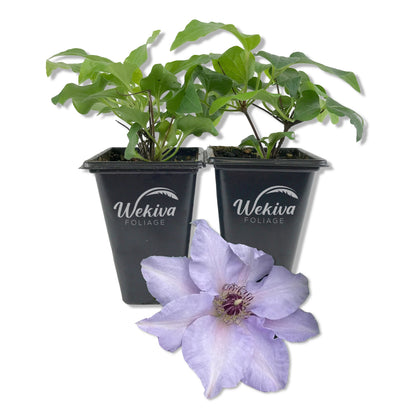 Clematis Eliza - Live Starter Plants - 2 Inch Pot