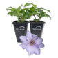 Clematis Eliza - Live Starter Plants - 2 Inch Pot
