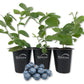 Blueberry Plant - 3 Live Starter Plants - Vaccinium - Edible Fruit Bearing Bush for The Patio and Garden