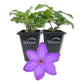 Clematis Elsa Spath - Live Starter Plants in 2 Inch Growers Pots - Starter Plants Ready for The Garden - Beautiful Dark Lavender Flowering Vine