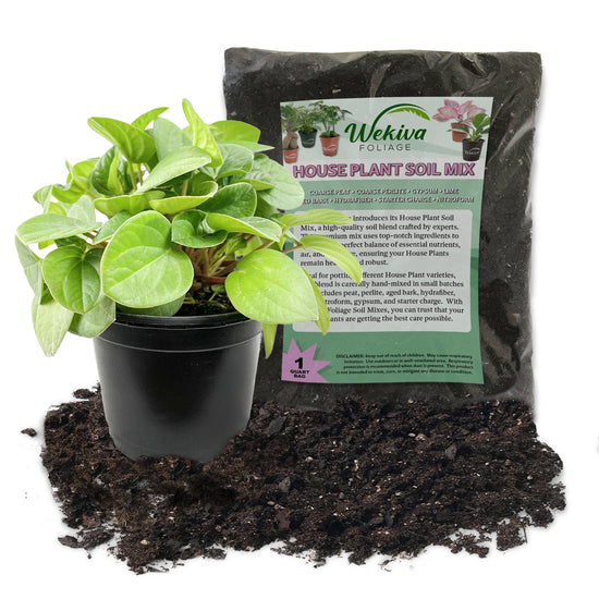 Peperomia Rana Verde and Soil Mix Combo - Live Plant in a 4 Inch Pot with 1 Quart HousePlant Soil Mix - Albovittata ‘Rana Verde’ with Custom Soil Blend