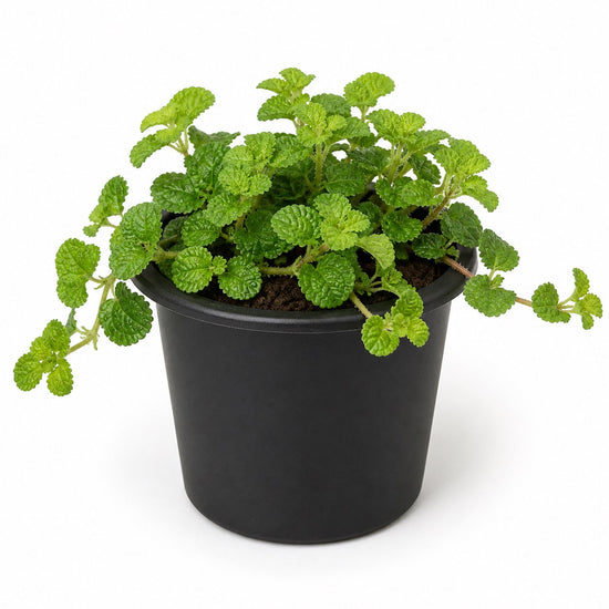 Creeping Charlie Friendship Plant - Live Starter Plants - Pilea Nummularifolia