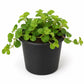 Creeping Charlie Friendship Plant - Live Starter Plants - Pilea Nummularifolia