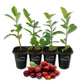 Barbados Cherry Tree - Live Starter Plants - Malpighia Emarginata - Edible Fruit Bearing Tree for The Patio and Garden