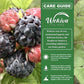 Nantahala Raspberry Bush - Live Plants in 3 Inch Growers Pots - Rubus Linnaeus - Edible Fruit Bearing Bramble Shrub for The Patio and Garden