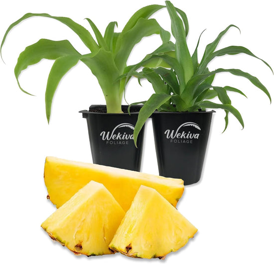 Pineapple Plant - 2 Live Starter Plants - Ananas Comosus - Edible and Fruit Bearing for Patio and Garden