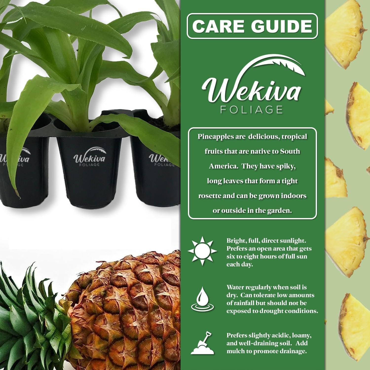 edible pineapple plant Pineapple Plant - 3 Live Starter Plants - Ananas Comosus